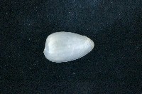 藏品(臺灣穀米螺)的圖片